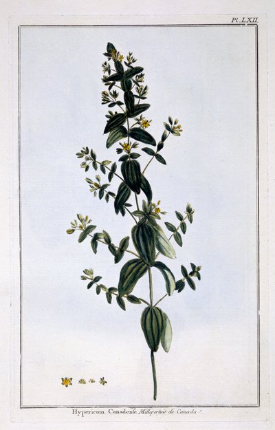 Johanniskraut, Tafel 62, aus 